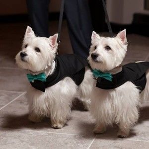 Meet your Posher, Steven